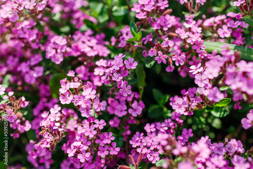 Pink rock soapwort blooming in summer garden. Ground cover saponaria flowering in border. Top view. Background