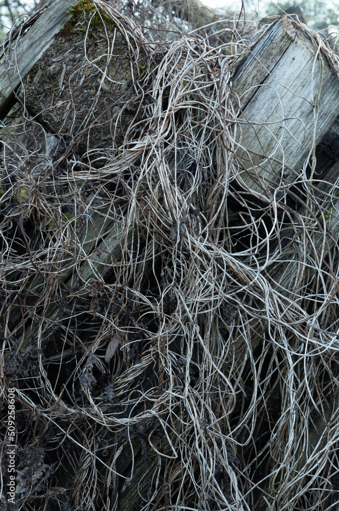 Old boards, overgrown with moss and dry grass, background location ruined wooden house. High quality photo Old boards, overgrown with moss and dry grass, background location ruined wooden house. High quality photo