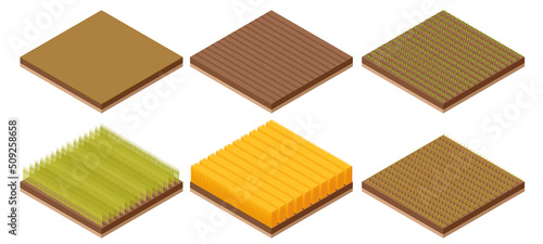 Isometric winter wheat crop growth stages tillering. Growing agricultural processes.