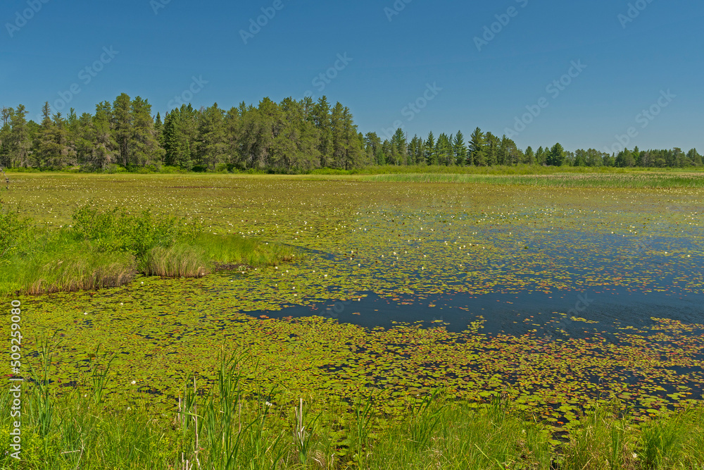 Fototapeta premium North Woods Pothole Lakes in Summer