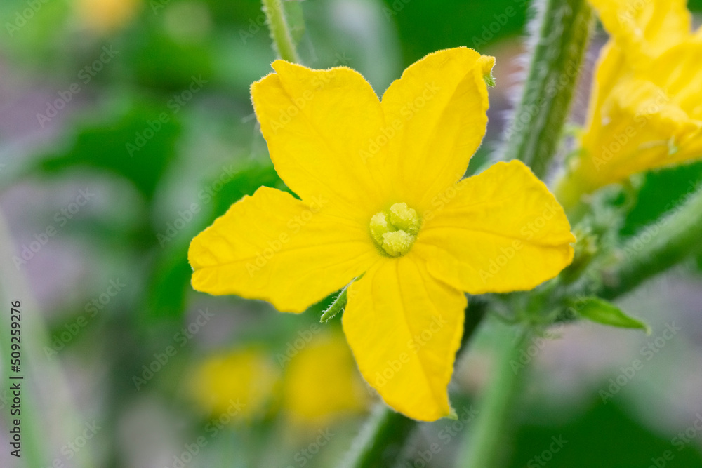 cucumber flower close-up, blooming cucumber cucumber flower close-up, blooming cucumber