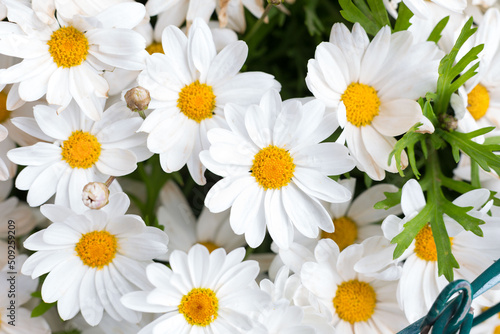 Beautiful daisies that bloom in spring when the sun warms the day.
