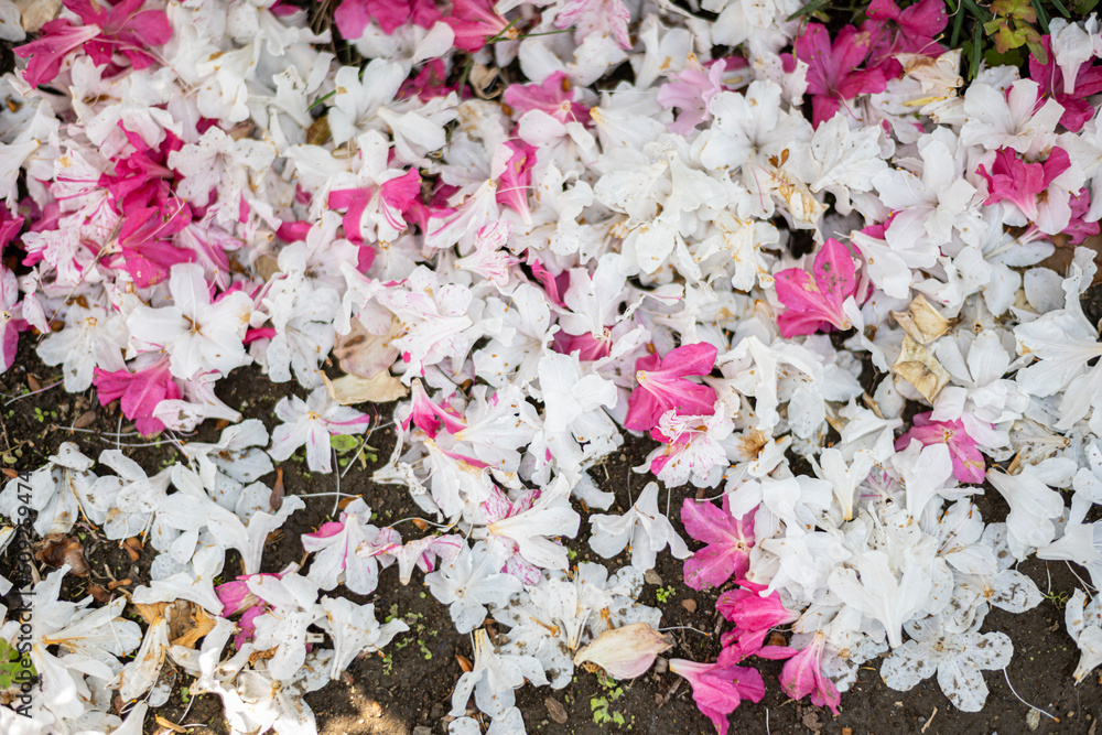 A lot of pink and white azalea flowers are falling