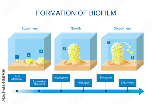 biofilm formation. stages of biofilm development. Life cycle of bacteria photo