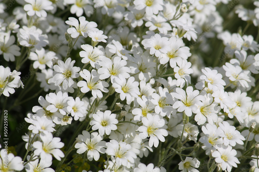 White flowers of boreal chickweed (Cerastium biebersteinii) plant close-up in garden White flowers of boreal chickweed (Cerastium biebersteinii) plant close-up in garden