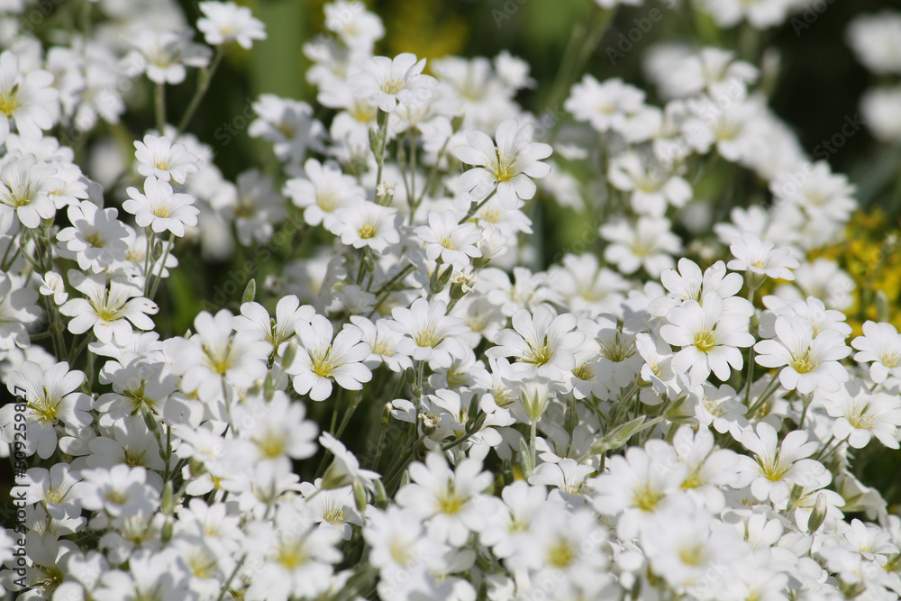 White flowers of boreal chickweed (Cerastium biebersteinii) plant close-up in garden White flowers of boreal chickweed (Cerastium biebersteinii) plant close-up in garden