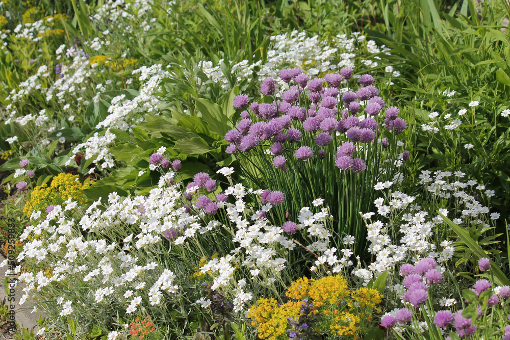 Fototapeta premium Mixborder with purple flowers of Chives plant (Allium schoenoprasum) and white flowers of boreal chickweed (Cerastium biebersteinii). Summer floral garden