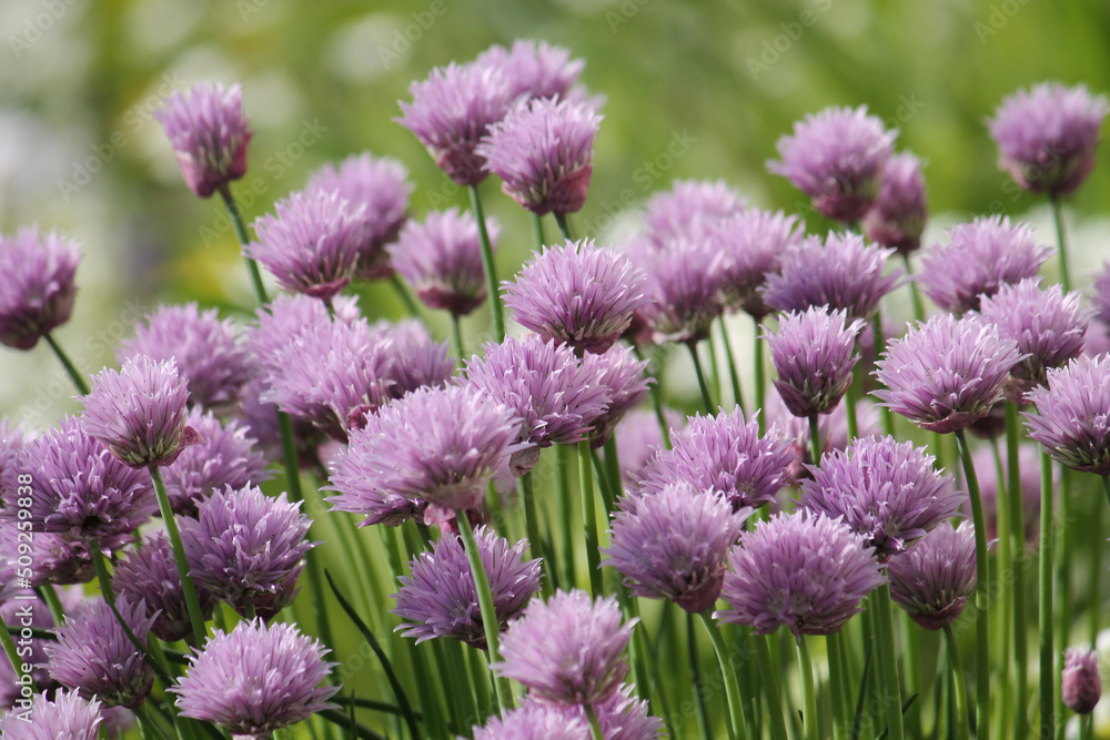Purple flowers of Chives plant (Allium schoenoprasum) close-up in summer garden Purple flowers of Chives plant (Allium schoenoprasum) close-up in summer garden