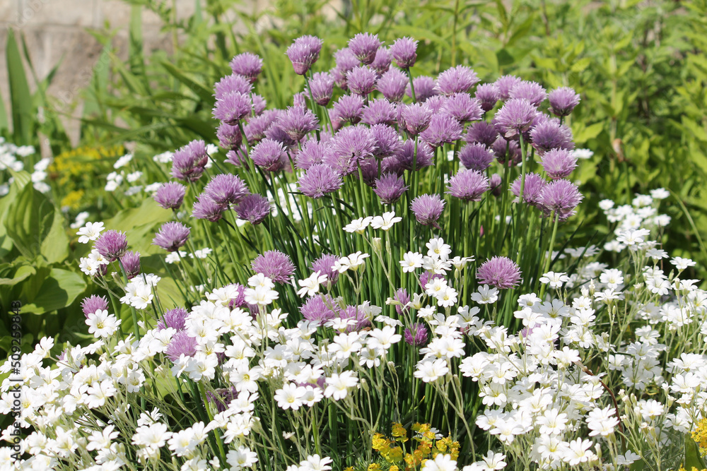 Mixborder with purple flowers of Chives plant (Allium schoenoprasum) and white flowers of boreal chickweed (Cerastium biebersteinii). Summer floral garden Mixborder with purple flowers of Chives plant (Allium schoenoprasum) and white flowers of boreal chickweed (Cerastium biebersteinii). Summer floral garden