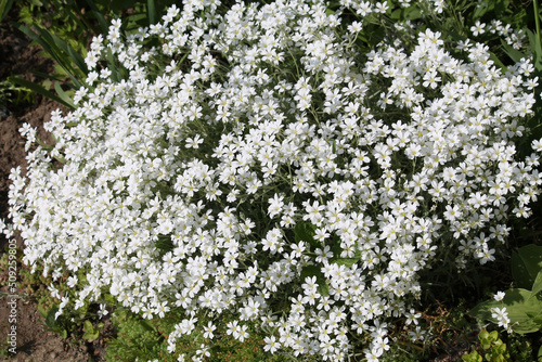 White flowers of boreal chickweed (Cerastium biebersteinii) plant in garden photo