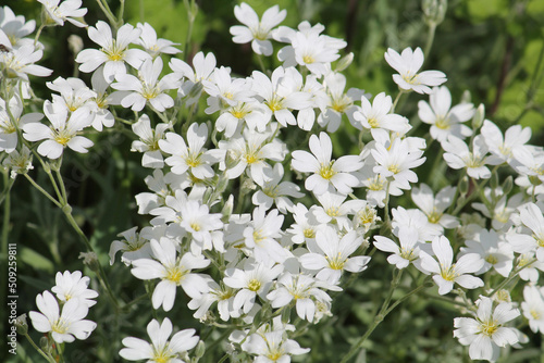 White flowers of boreal chickweed (Cerastium biebersteinii) plant close-up in garden photo