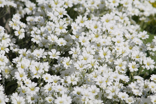 White flowers of boreal chickweed  Cerastium biebersteinii  plant close-up in garden