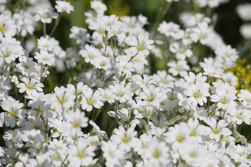 White flowers of boreal chickweed (Cerastium biebersteinii) plant close-up in garden