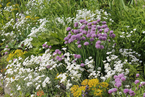 Fotografie Mixborder with purple flowers of Chives plant (Allium schoenoprasum) and white flowers of boreal chickweed (Cerastium biebersteinii)