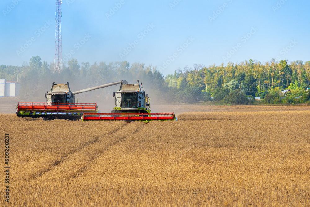 Fototapeta premium Combine harvester harvests ripe wheat on sunny summer day. Harvesting of wheat by combine harvesters in agricultural field on summer day.