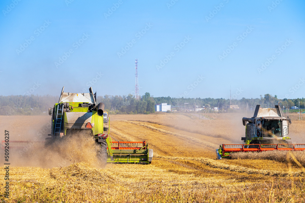 Fototapeta premium Wheat crop is harvested by combine harvester in field on sunny, hot day. Agriculture began harvesting wheat destined for European countries.