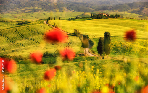 Tuscany landscape with winding road with cypress trees