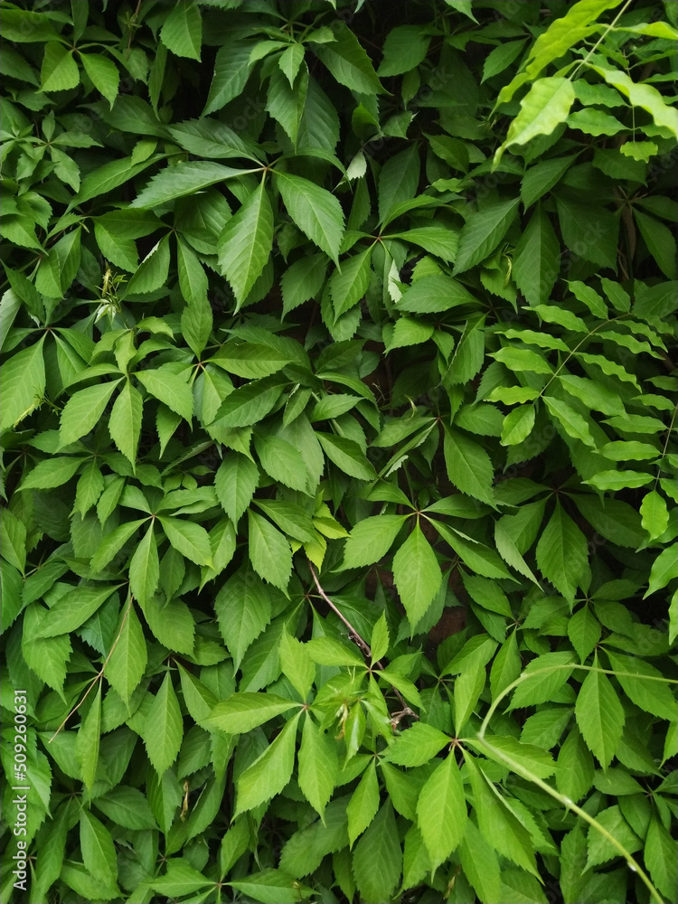 Obraz premium Texture close-up. Green ivy leaves growing into the wall Background