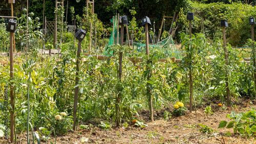 Plantations of tomatoes lined up, each hanging from a stake, topped with an upturned flower pot, marigold flowers at the foot of each plant, in the vegetable garden, early June