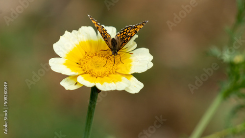 Black and orange butterfly, called, "checkerboard athalie" on an edible chrysanthemum flower, in early June © Natura