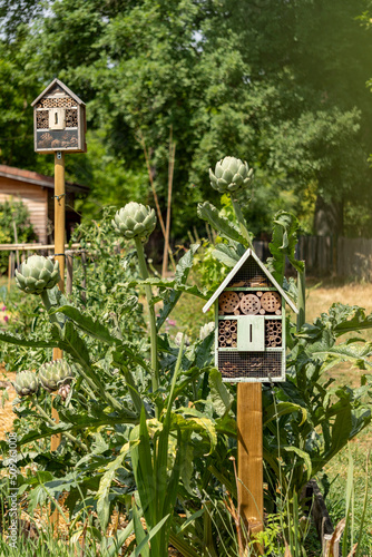 Magnificent wooden houses, shelters for insects, next to ripe artichoke plants, in the vegetable garden, early June photo