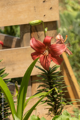 Orange lily flower  pretty ornamental flower  against wooden landscaping  in the vegetable garden  in June