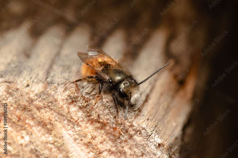Wild honey bee Wild honey bee