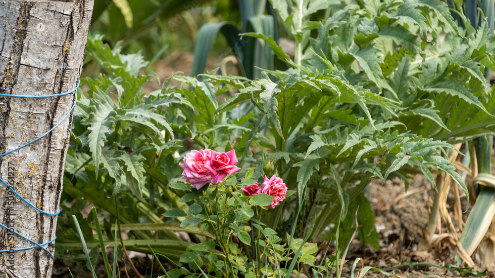 Pink rose bush among the artichoke plants, in the vegetable garden, at the beginning of June Pink rose bush among the artichoke plants, in the vegetable garden, at the beginning of June