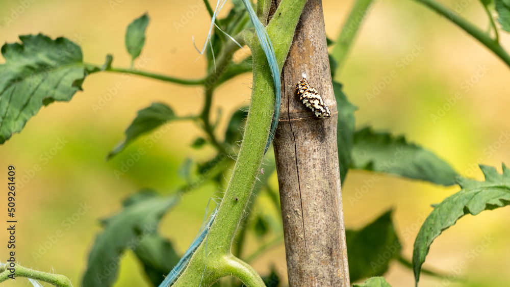 Chrysalis of orange moth, future orange butterfly covered with black spots, on a tomato plant stake, in June, in the vegetable garden