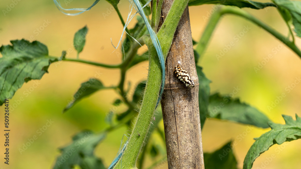 Chrysalis of orange moth, future orange butterfly covered with black spots, on a tomato plant stake, in June, in the vegetable garden