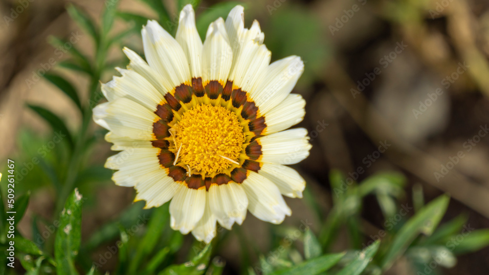 Close up of a white and yellow edible chrysanthemum flower in early June Close up of a white and yellow edible chrysanthemum flower in early June