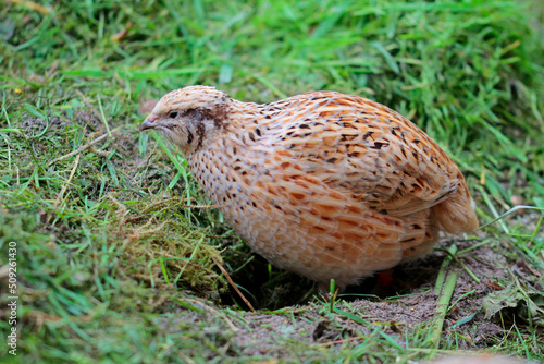 Portrait of laying quail in suitable habitat,