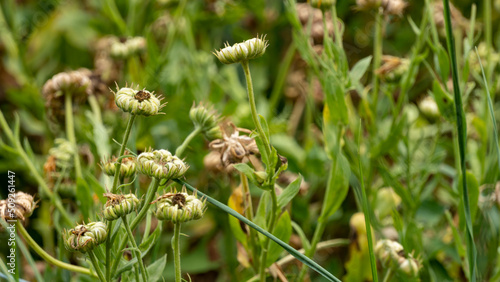 Withered marigold flowers, forming future seeds as a good companion in the vegetable garden