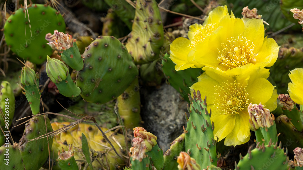 Remarkable green cactus with yellow flowers, called prickly pear, in full bloom in June. Remarkable green cactus with yellow flowers, called prickly pear, in full bloom in June.