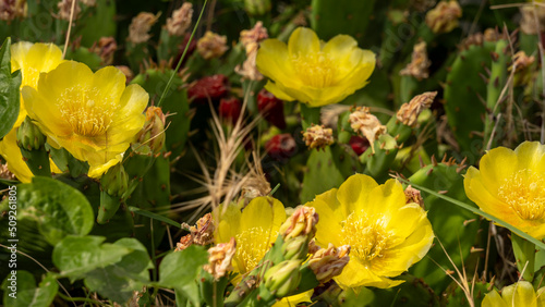 Remarkable green cactus with yellow flowers, called prickly pear, in full bloom in June. © Natura