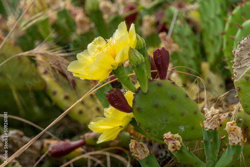 Remarkable green cactus with yellow flowers, called prickly pear, in full bloom in June.