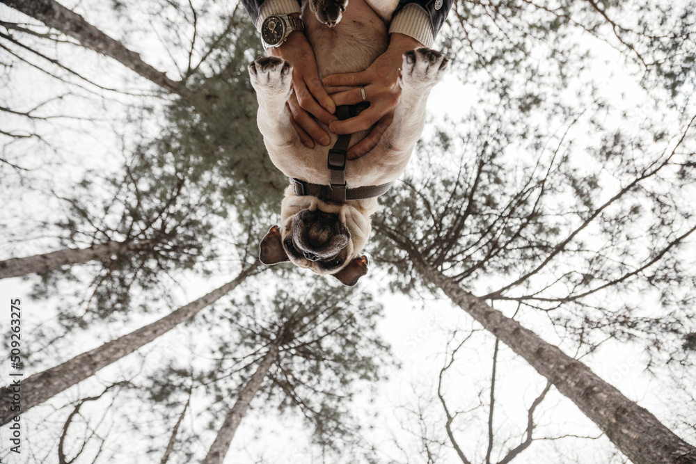 A cute pug is held by male hands. Extreme view from below. Trees in the background. Backdrop, copy space, outdoors. A cute pug is held by male hands. Extreme view from below. Trees in the background. Backdrop, copy space, outdoors.