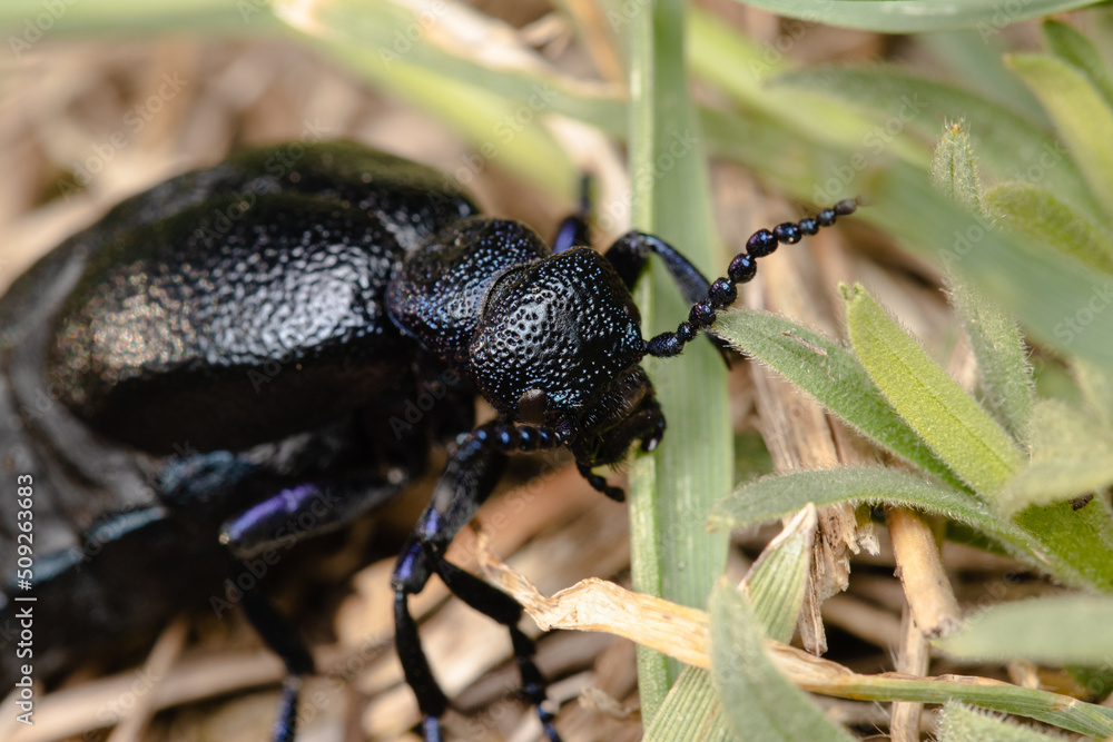 The blister beetle closeup