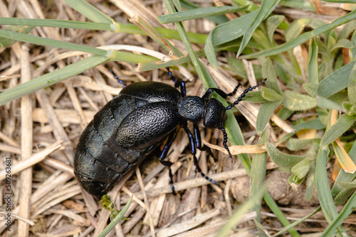 The blister beetle closeup © Jan