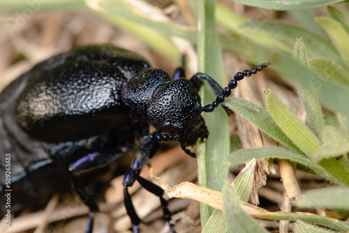The blister beetle closeup © Jan