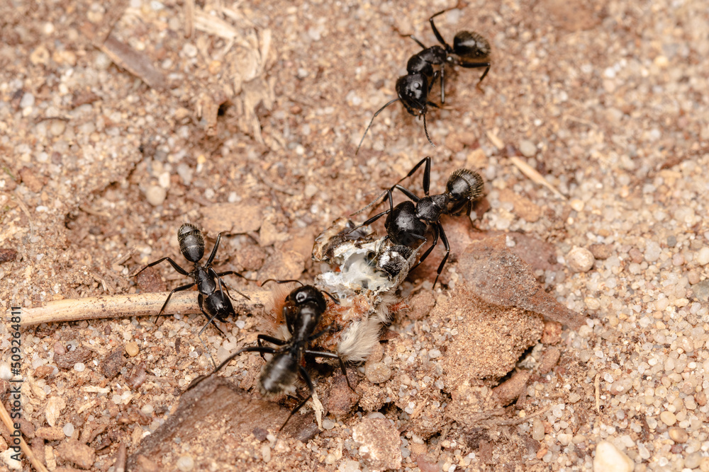 Cooperation among ants close up