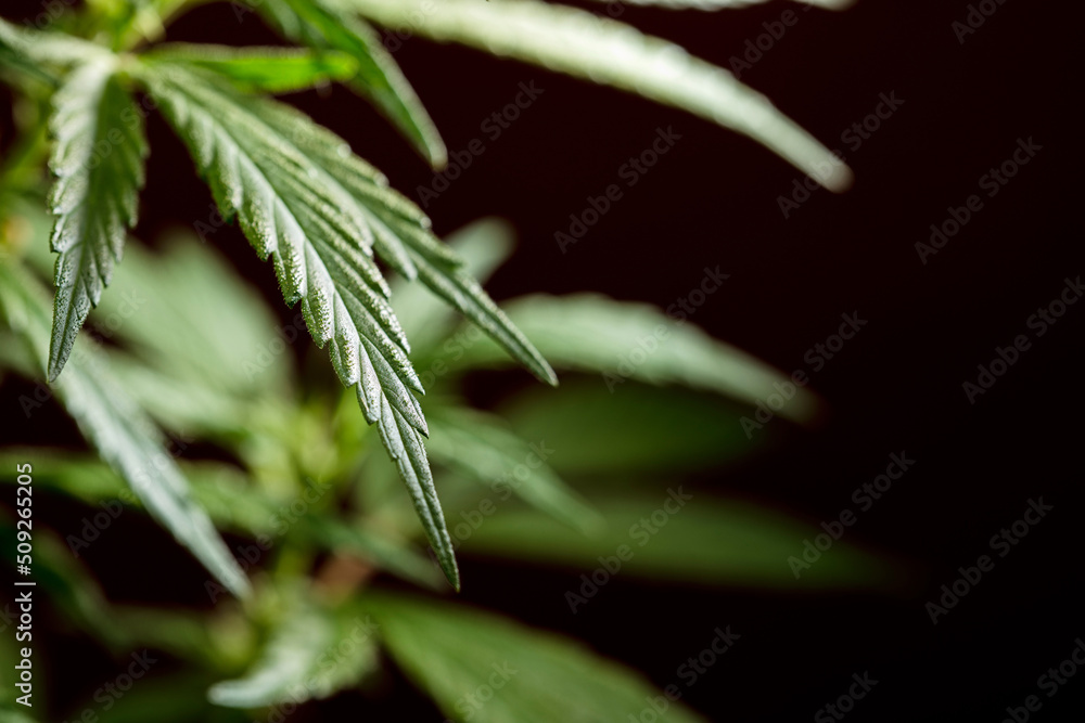 fantastic marijuana leaf with dark dark brown background and details