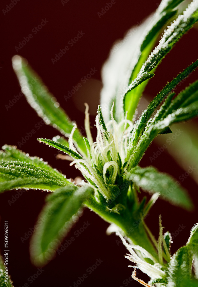 detail of marijuana flower pistils on a brown background detail of marijuana flower pistils on a brown background