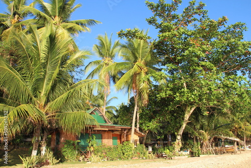 Coconut trees on the beach