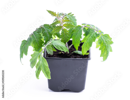 Early dwarf tomato sprout in plastic pot isolated on white