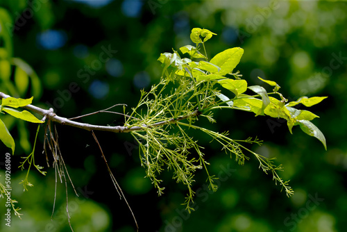 Vászonkép The developing inflorescence of white ash  (Fraxinus americana), known as Cane Ash or American Ash