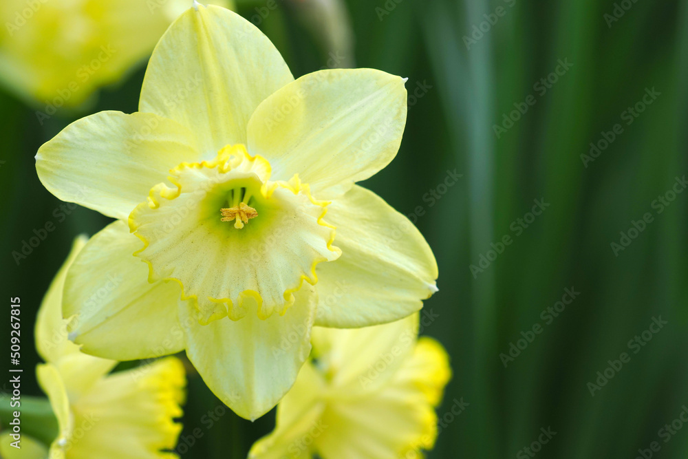 Daffodil or narcissus Saint Patrick's Day outdoors in the spring, sunlight, copy space - obrazy, fototapety, plakaty 