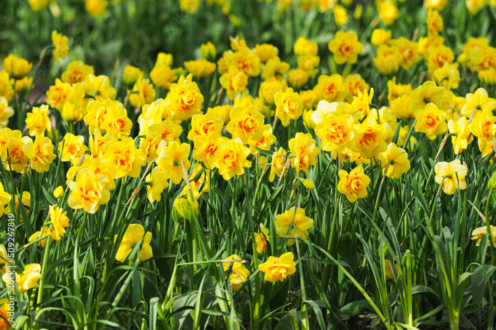 Flower bed of daffodils or narcissus Tahiti, yellow & red flowers in garden, sunny spring Flower bed of daffodils or narcissus Tahiti, yellow & red flowers in garden, sunny spring