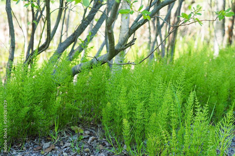 Green stems of field horsetail or Equisetum arvense growing in a forest