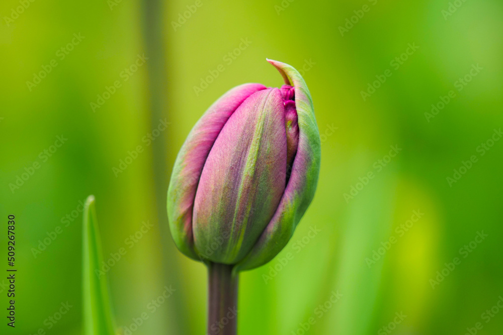 Harmony of tulip bud. Single purple tulip against a background of green, fresh, spring grass Harmony of tulip bud. Single purple tulip against a background of green, fresh, spring grass